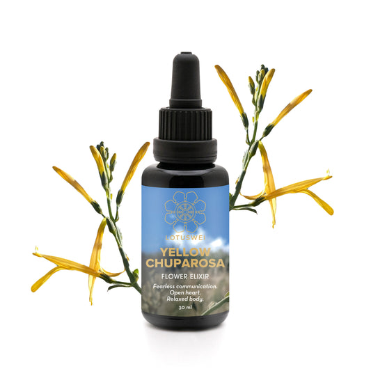 Yellow Chuparosa Flower Elixir