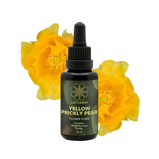 Yellow Prickly Pear Flower Elixir