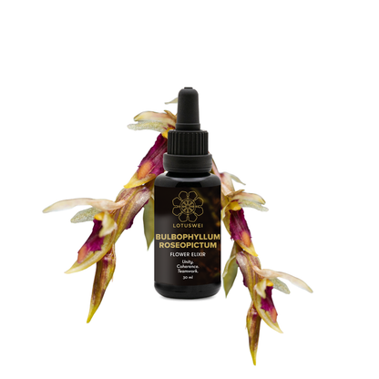 Bulbophyllum Roseopictum Flower Essence Elixir