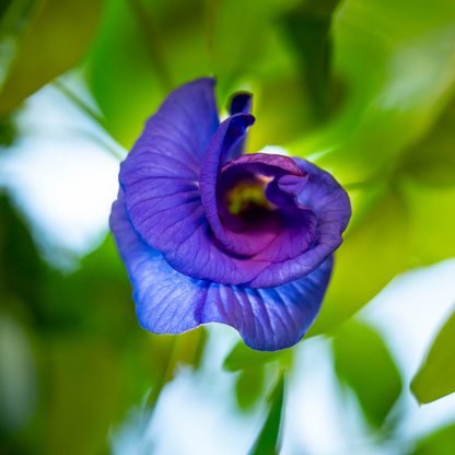 Butterfly Pea Flower Essence Elixir