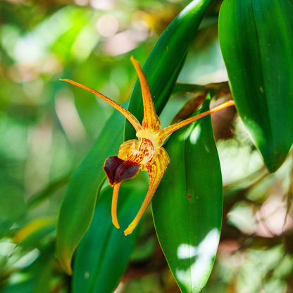 Dendrobium Amplum Flower Essence Elixir