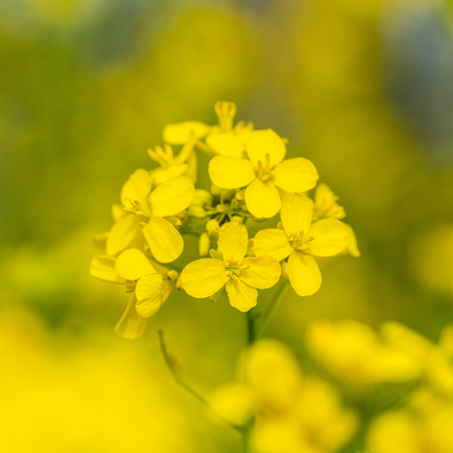 FLOWEREVOLUTION