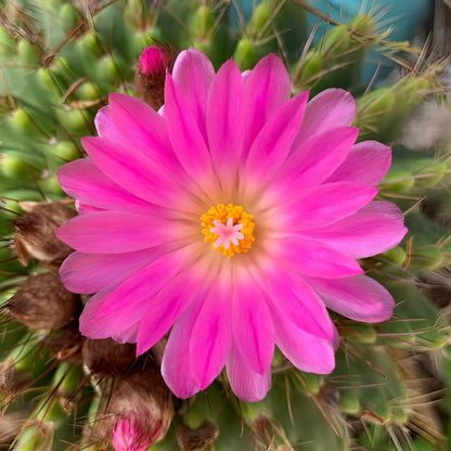 FLOWEREVOLUTION