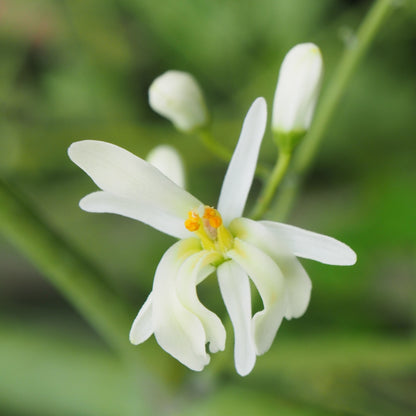 FLOWEREVOLUTION: Moringa Flower
