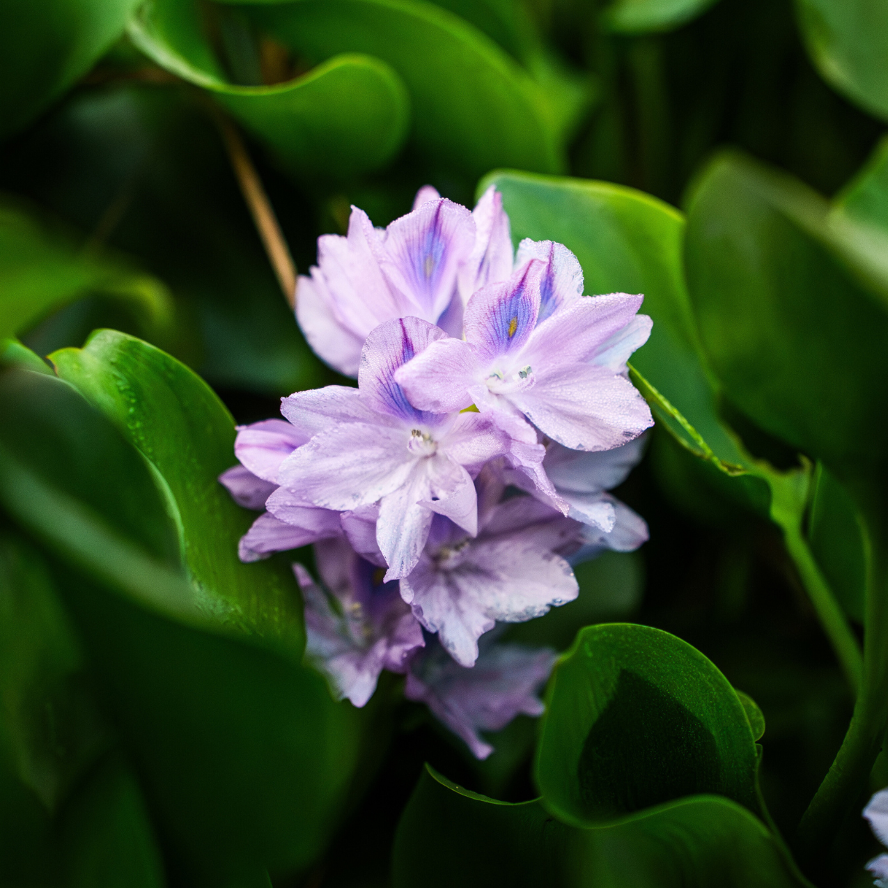 FLOWEREVOLUTION