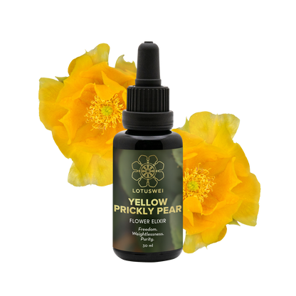 FLOWEREVOLUTION: Yellow Prickly Pear