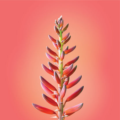 Aloe Vera Flower Elixir