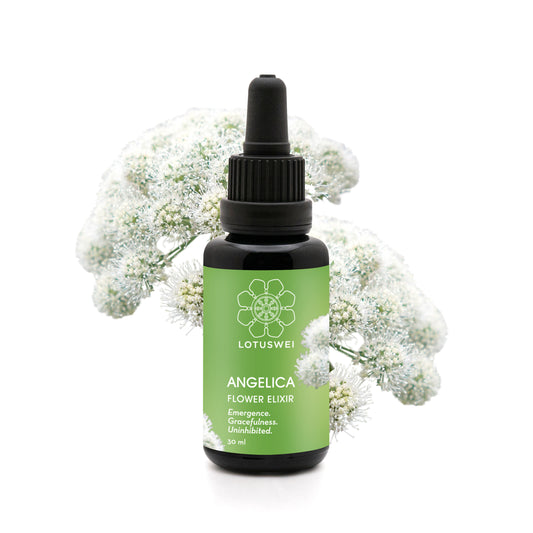 Angelica Elixir