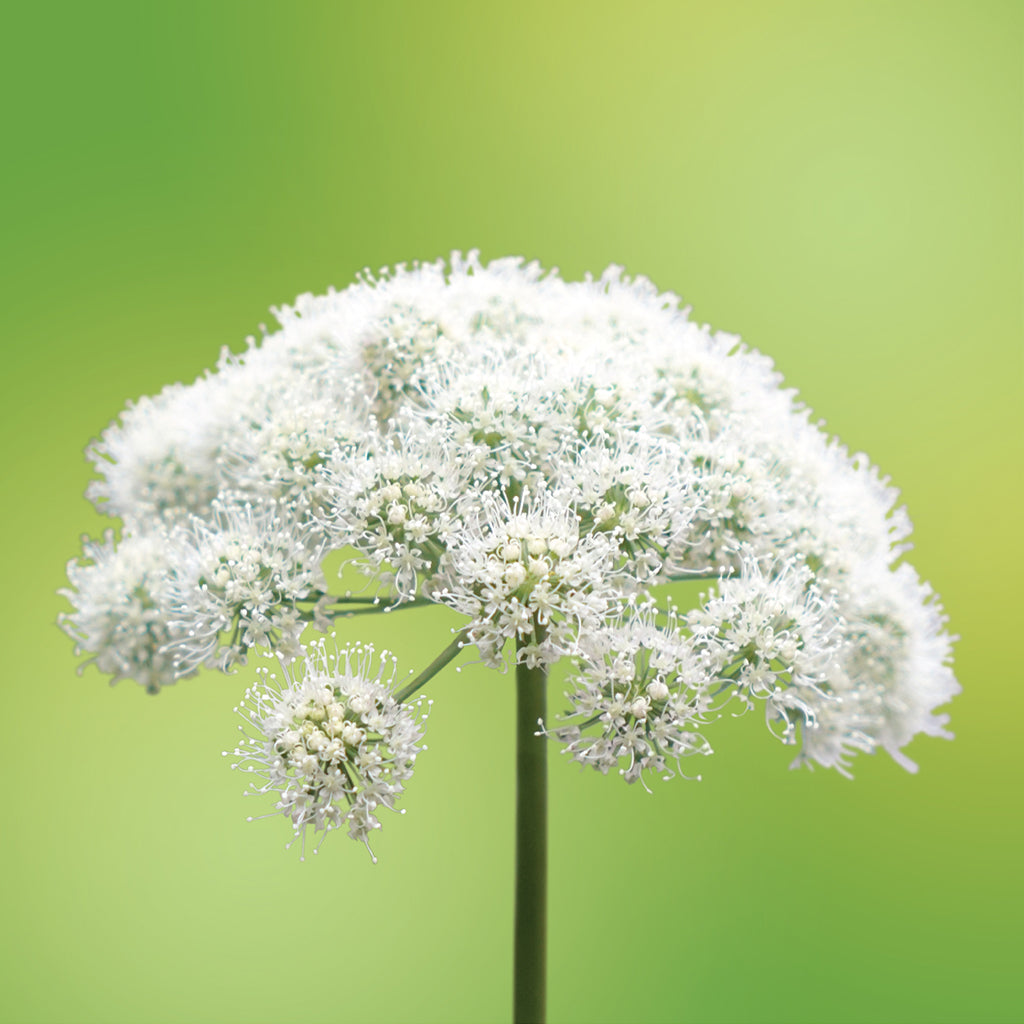 angelica flower card LOTUSWEI flower essences