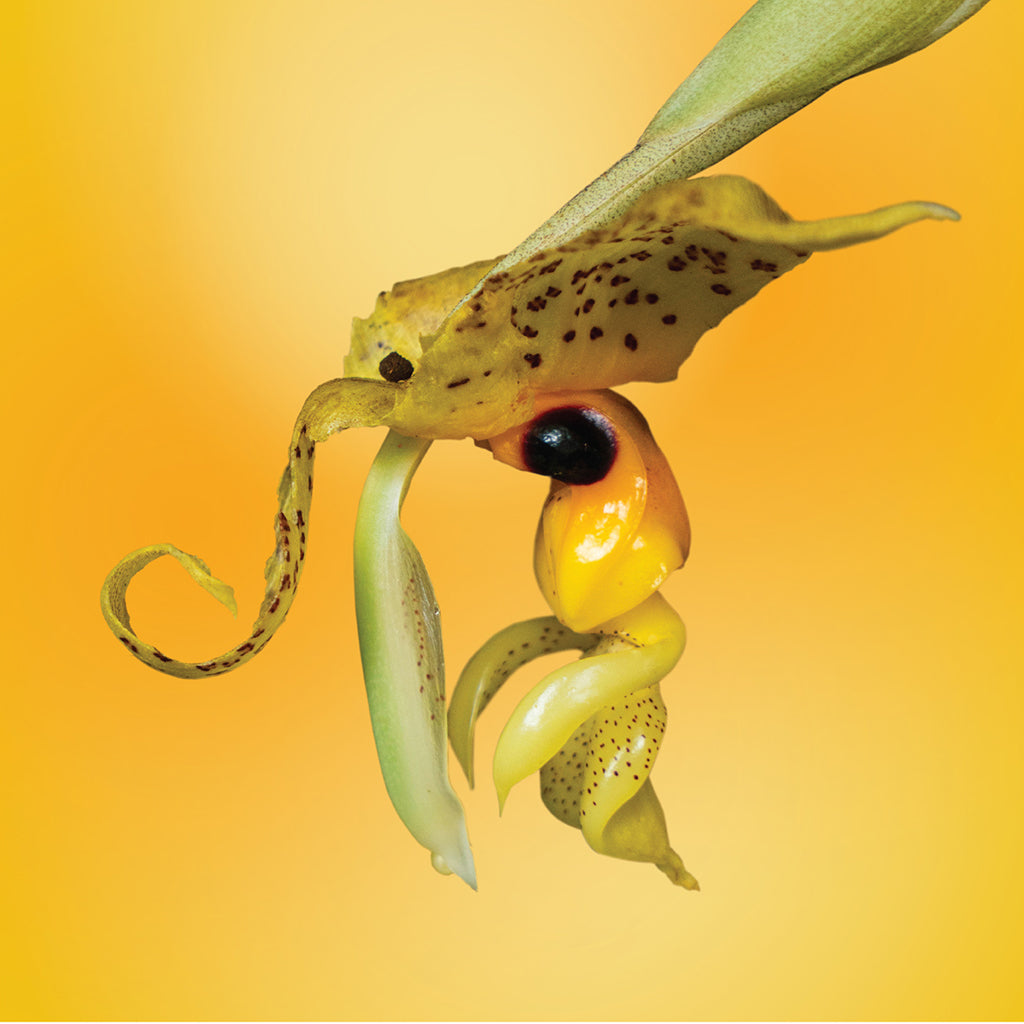 Bee Orchid Elixir