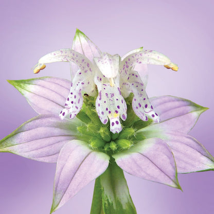 Spotted Bee Balm Elixir