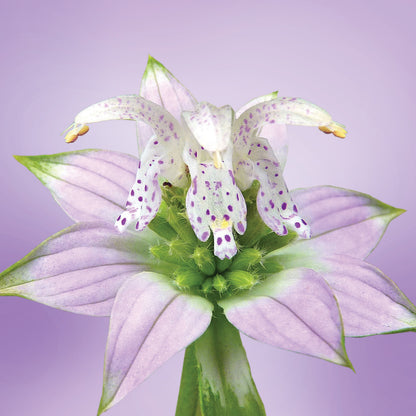 Spotted Bee Balm flower essence LOTUSWEI flower essences