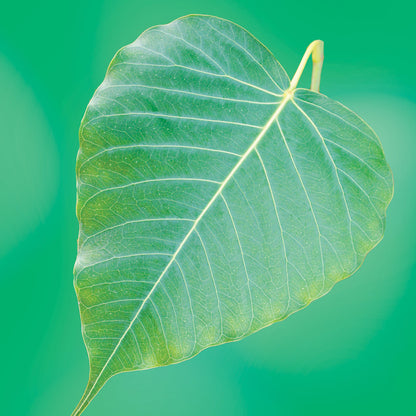 Bodhi Tree flower essence LOTUSWEI flower essences
