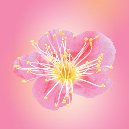 Bonsai Plum Blossom