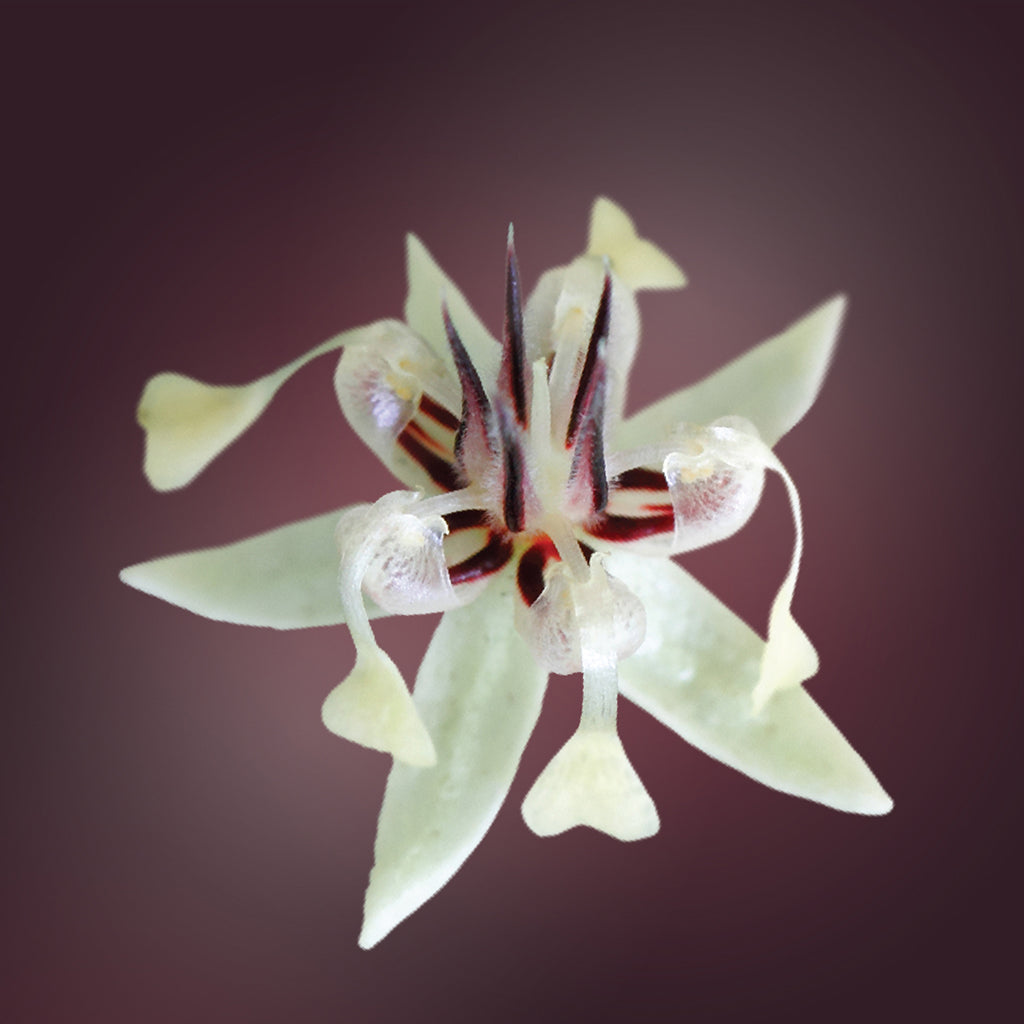 Cacao Flower