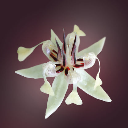 Cacao Flower