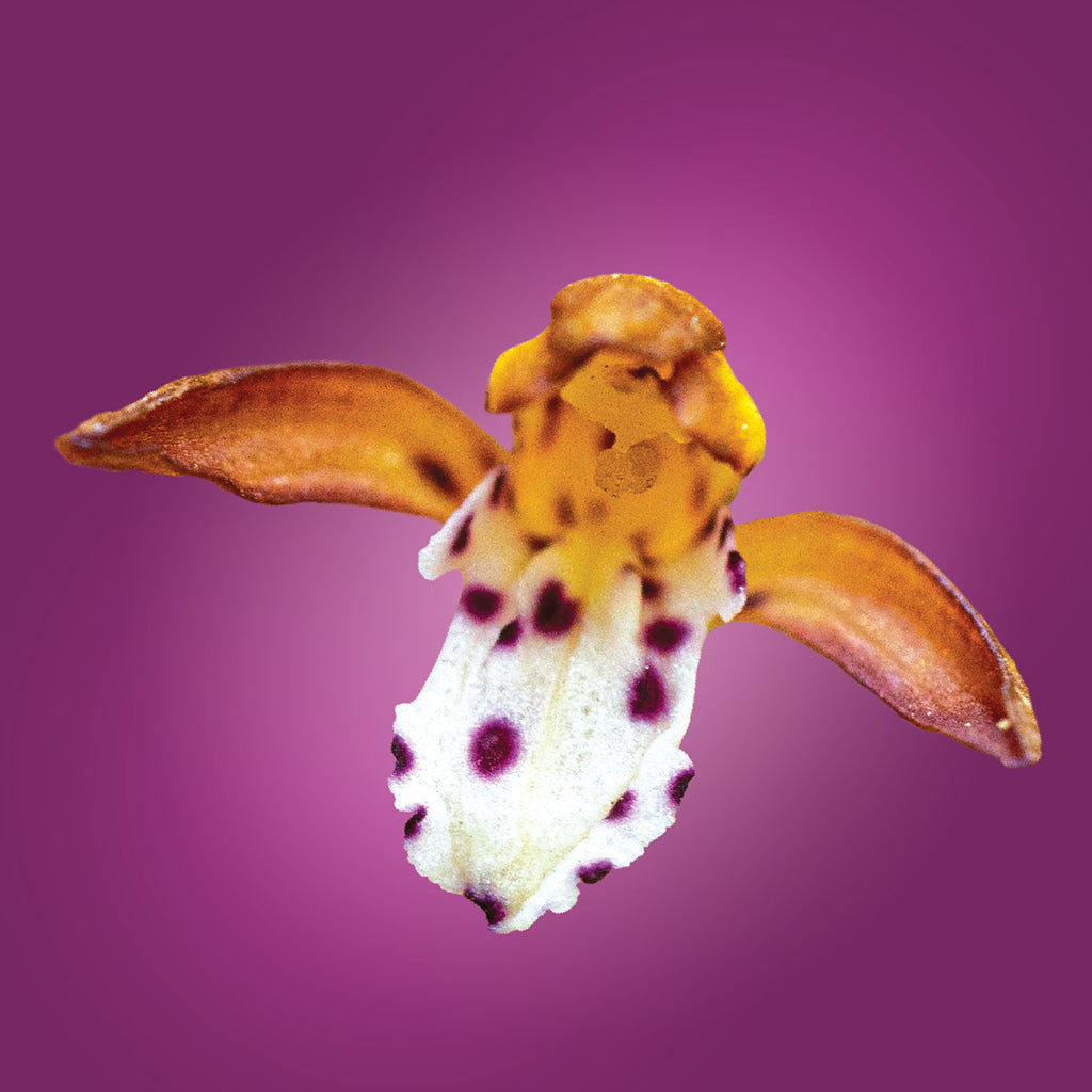 Coralroot Orchid Elixir