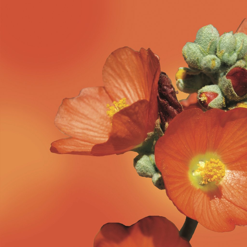 Desert Mallow flower essence LOTUSWEI flower essences