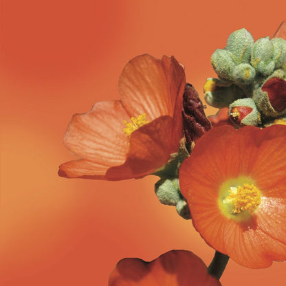 Desert Mallow flower essence LOTUSWEI flower essences