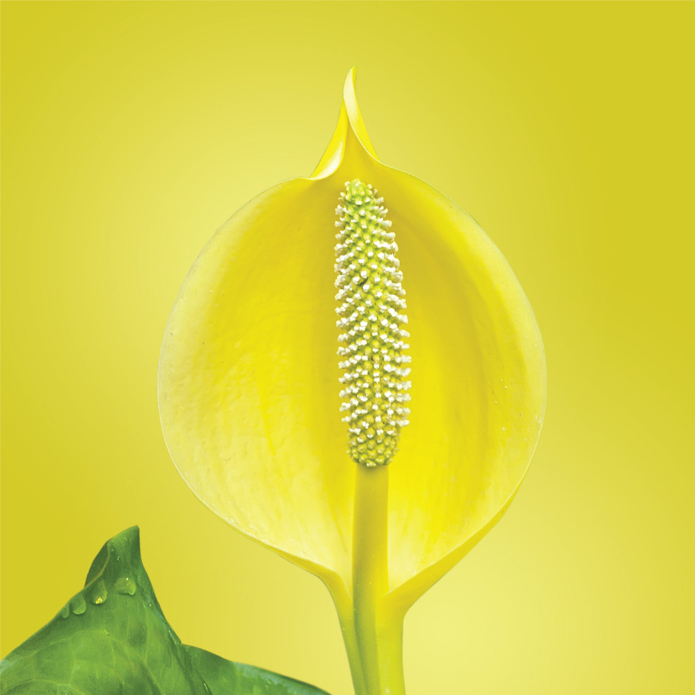 Meadow Cabbage Flower LOTUSWEI flower essences 