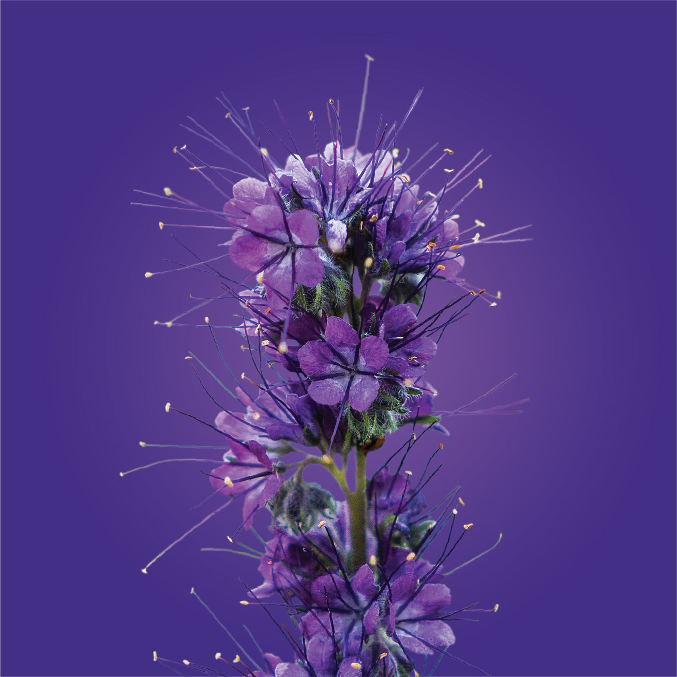 silky fringe flower essence LOTUSWEI