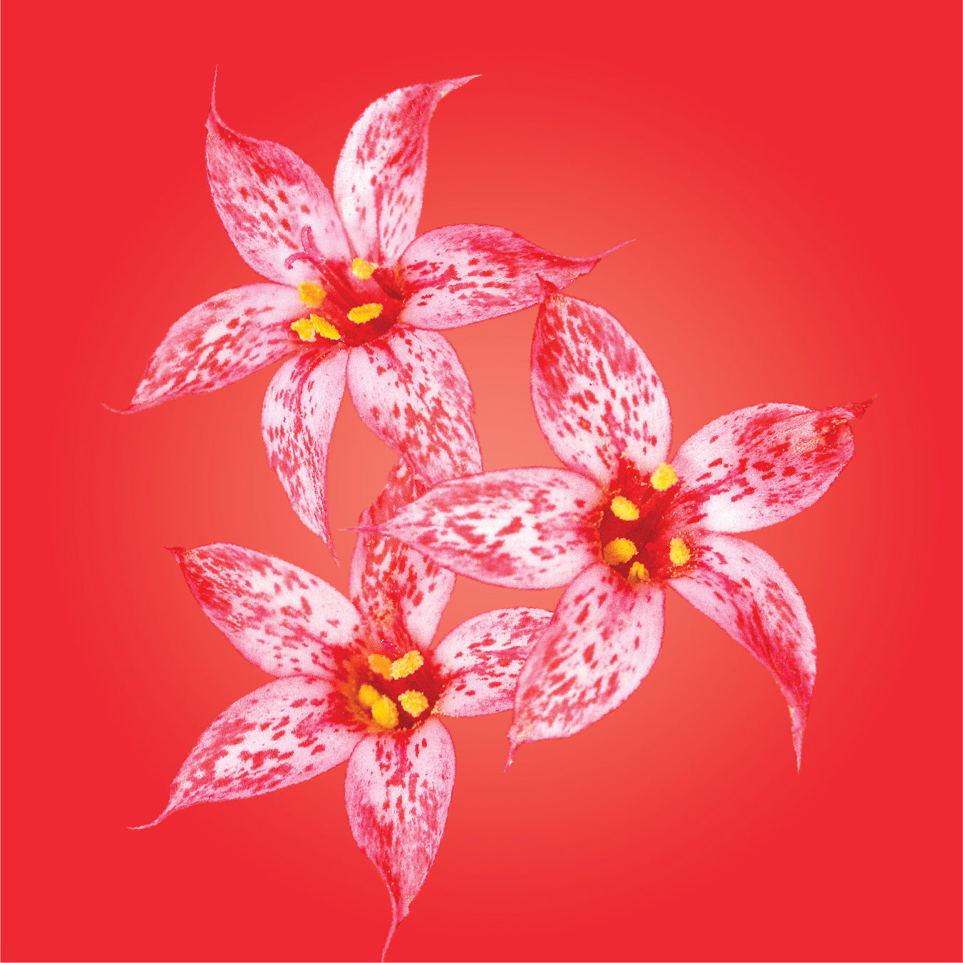 skyrocket flower essence LOTUSWEI