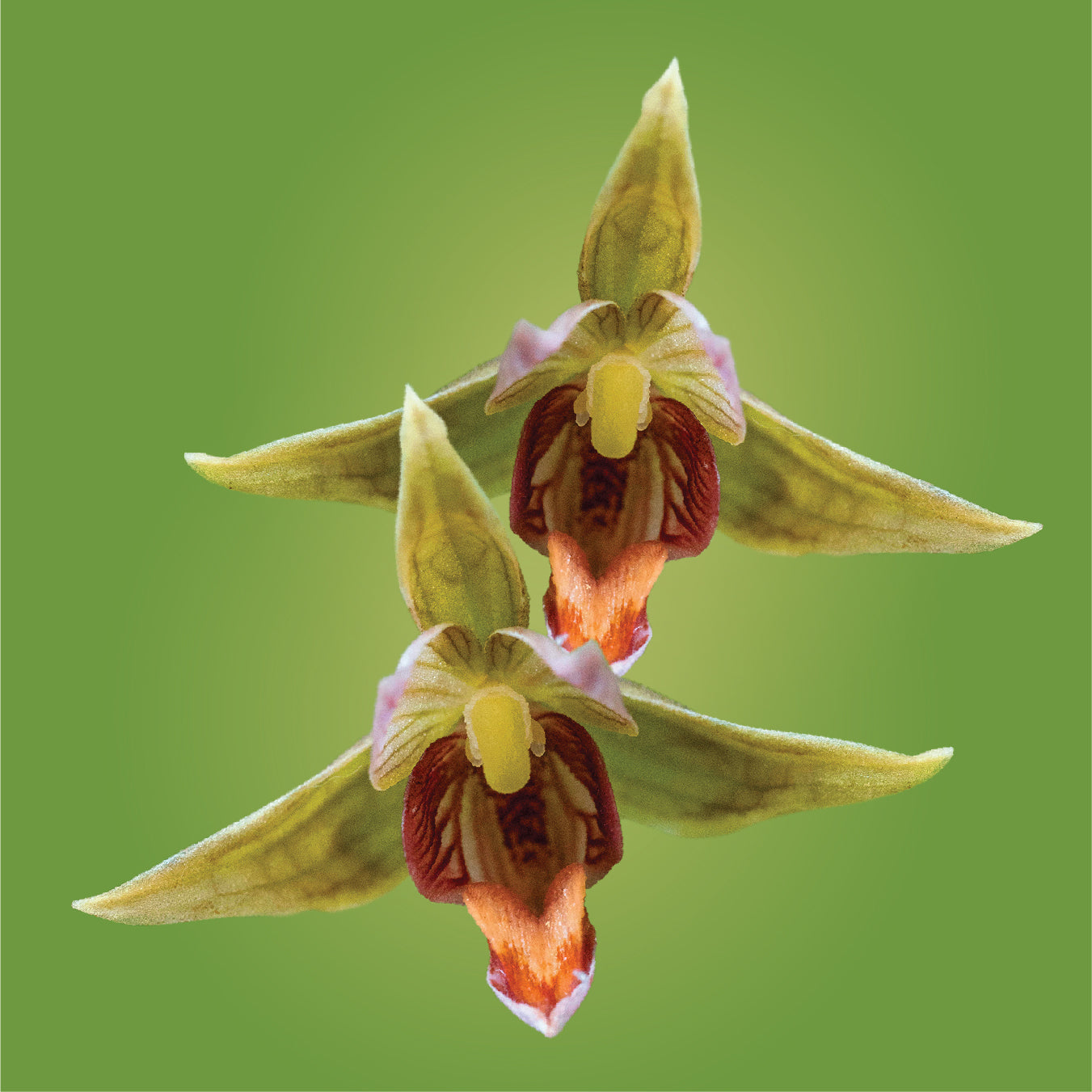 stream orchid flower essence LOTUSWEI