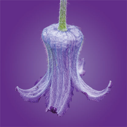 sugarbowl clematis flower essence LOTUSWEI