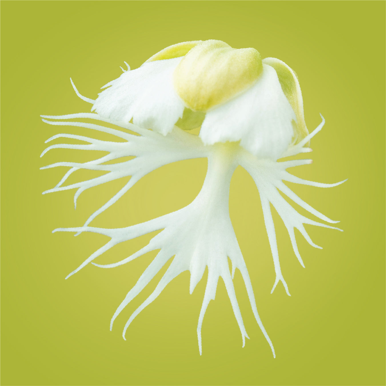 Western Prairie Fringed Orchid Elixir
