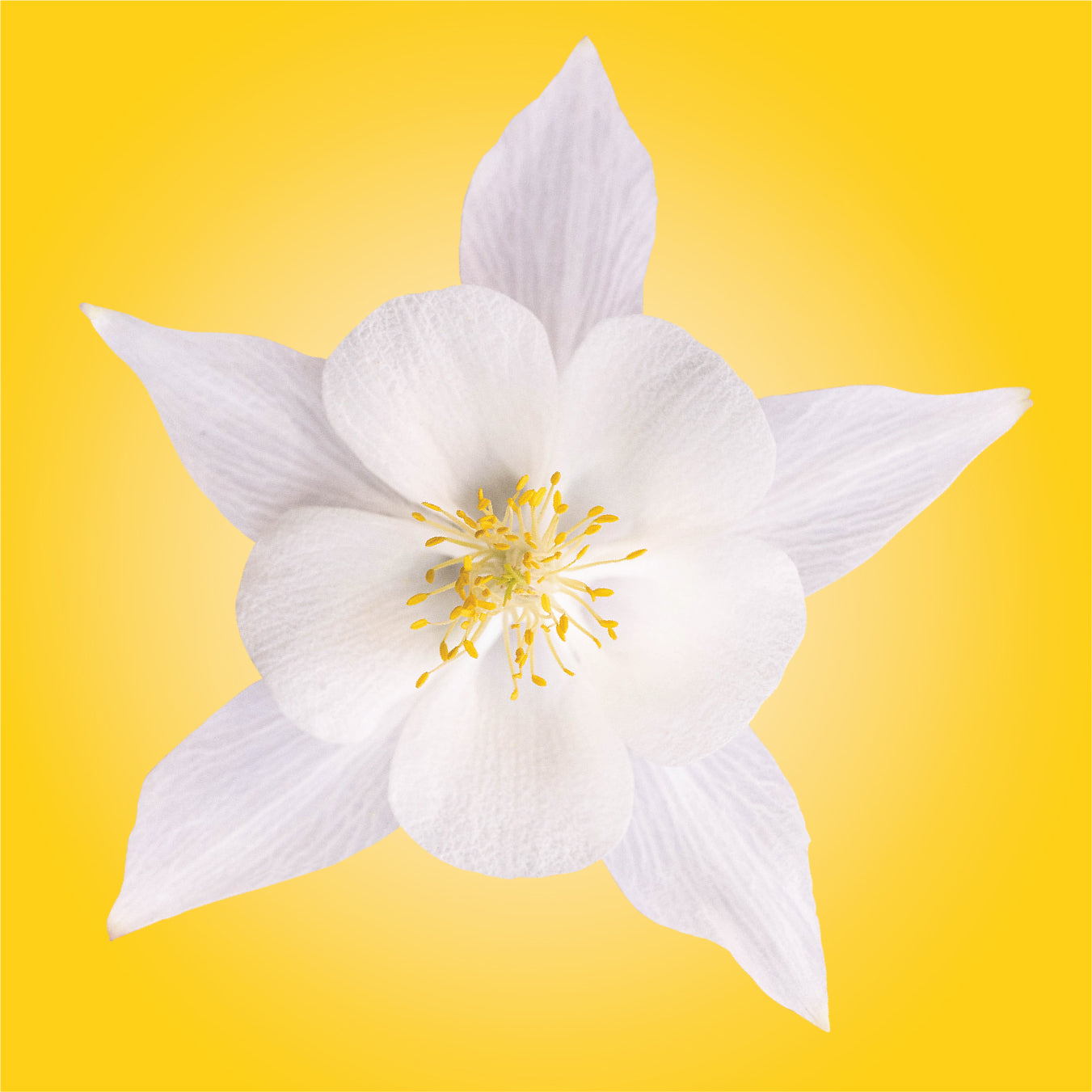 white columbine flower essence