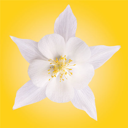 white columbine flower essence