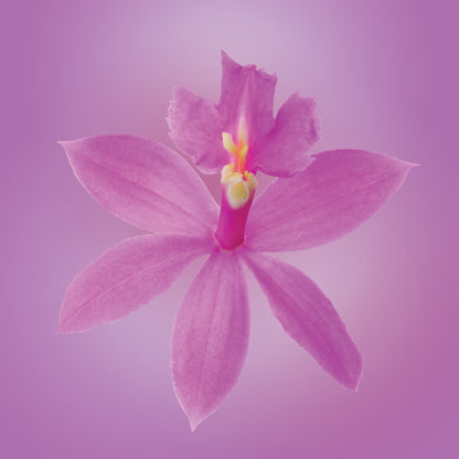 Epidendrum Orchid Elixir