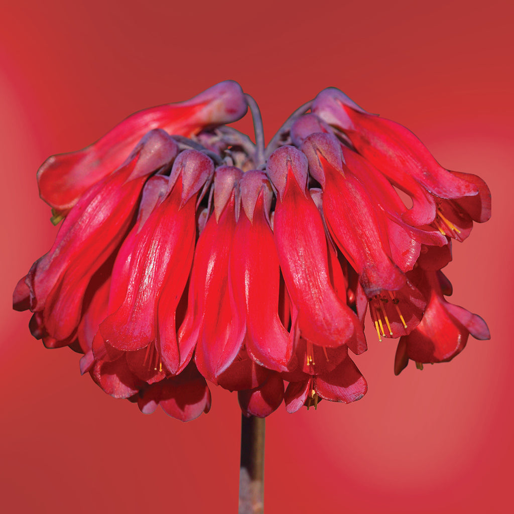 Chandelier Succulent flower essence LOTUSWEI flower essences