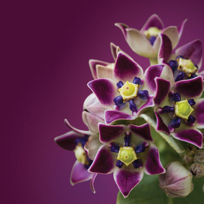 Crown Flower Elixir