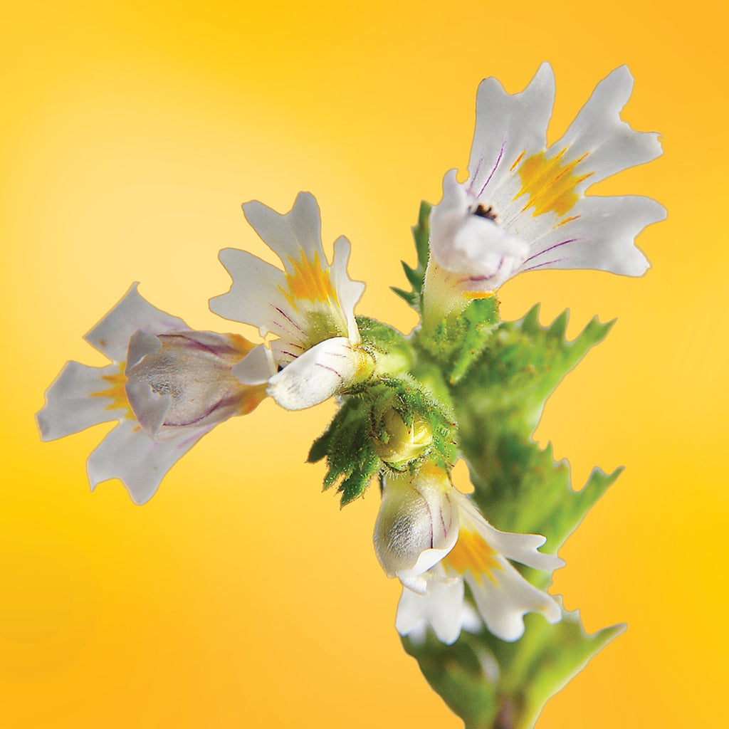 Euphrasia flower essence LOTUSWEI flower essences