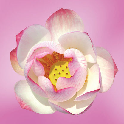 pink lotus flower essence LOTUSWEI flower essences