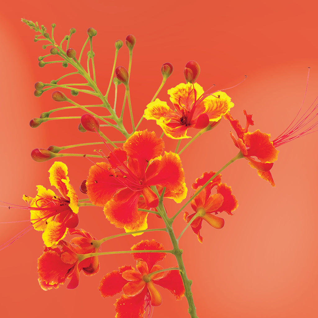 Red Bird of Paradise flower essence LOTUSWEI flower essences