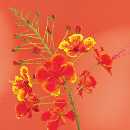 Red Bird of Paradise flower essence LOTUSWEI flower essences