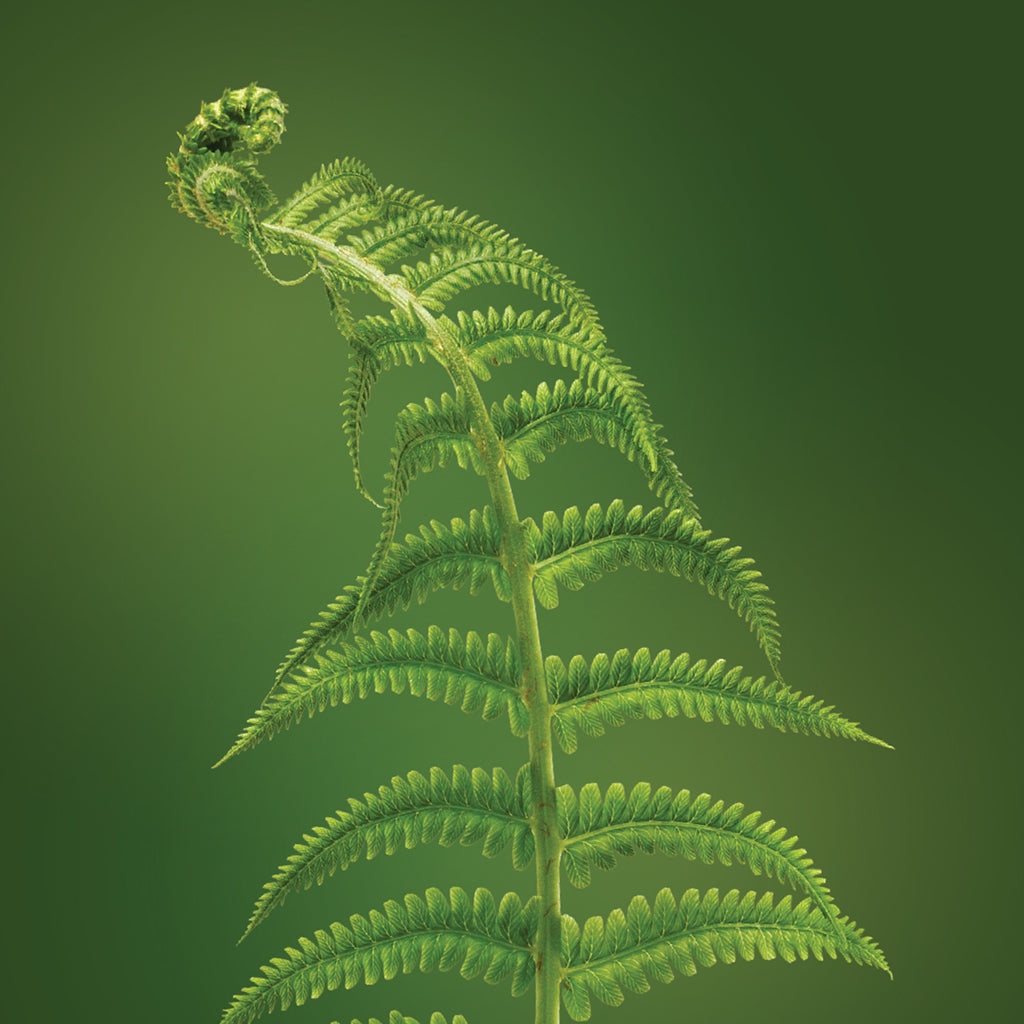 eagle fern essence LOTUSWEI flower essences