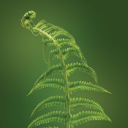 eagle fern essence LOTUSWEI flower essences