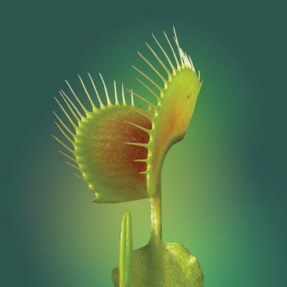 Venus Flytrap Flower Elixir