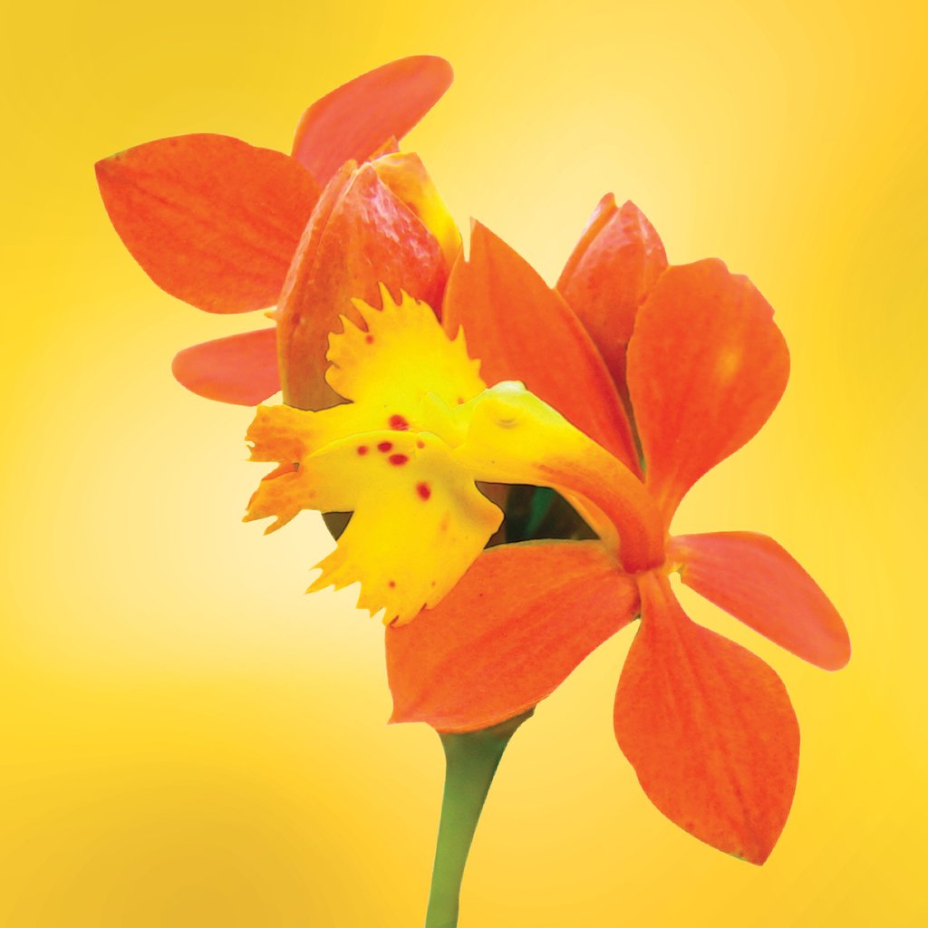 Fire Star Orchid flower essence LOTUSWEI flower essences