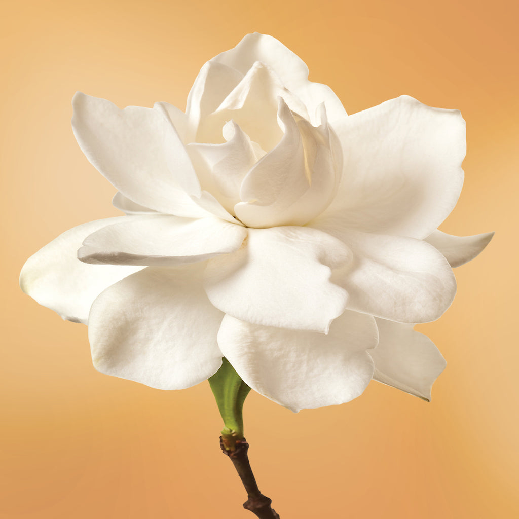 Gardenia flower essence LOTUSWEI flower essences