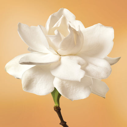 Gardenia flower essence LOTUSWEI flower essences