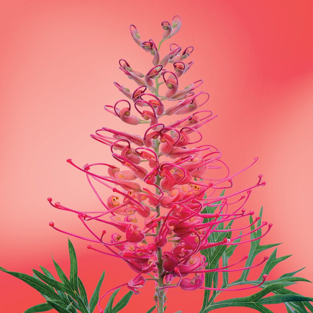 Grevillea flower essence LOTUSWEI flower essences