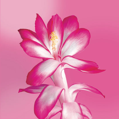 Holiday Cactus flower essence LOTUSWEI flower essences