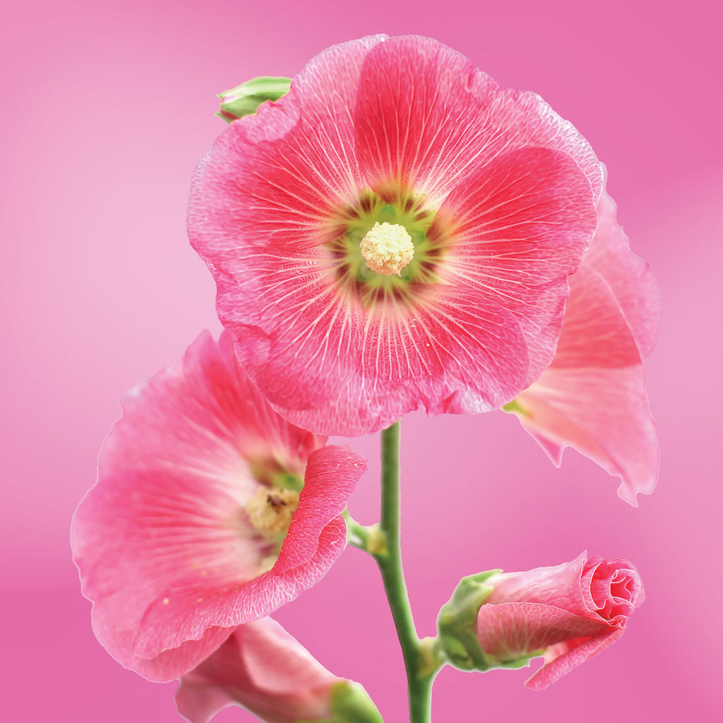Hollyhock flower essence LOTUSWEI flower essences