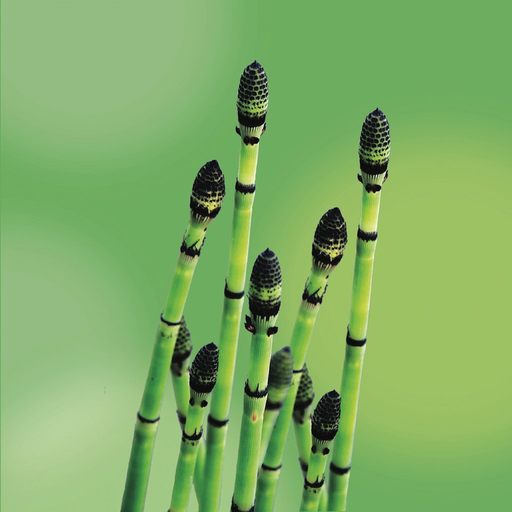 horsetail LOTUSWEI flower essences