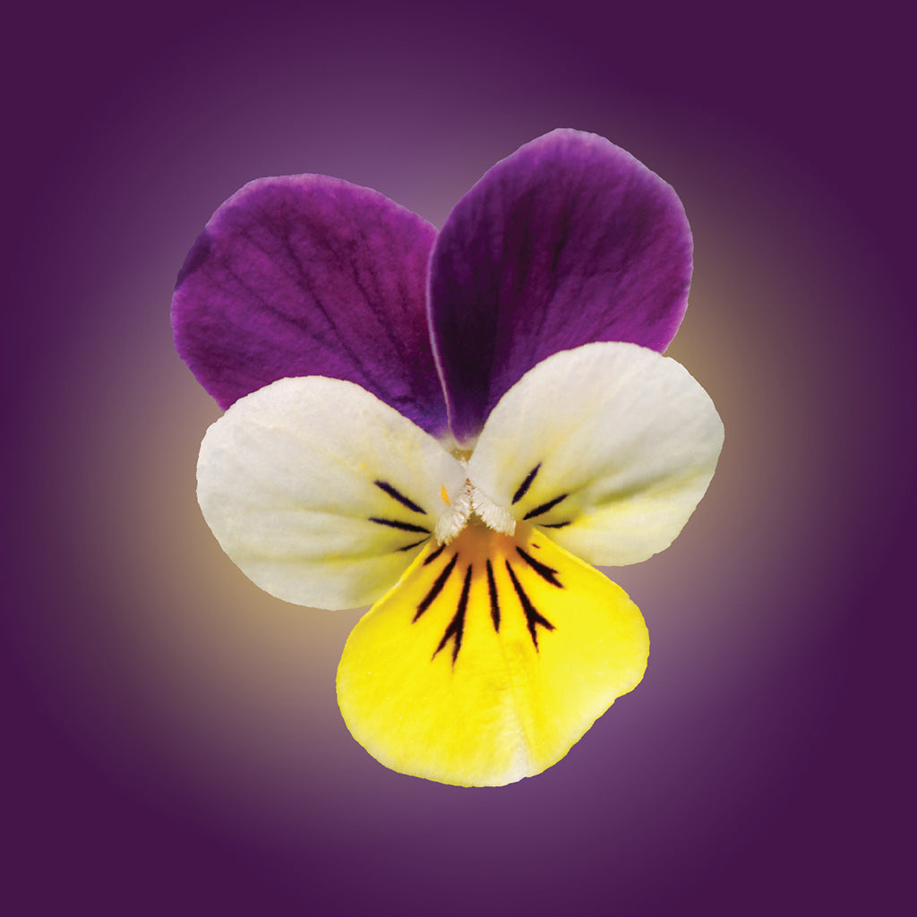 Johnny Jump Up Flower Elixir