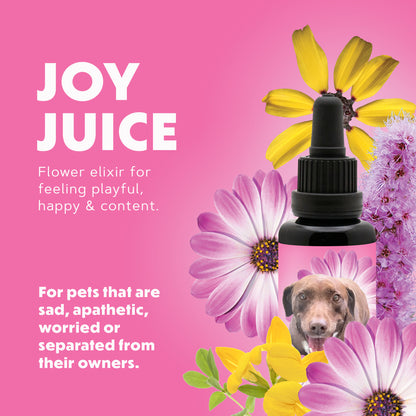 Joy Juice Pet Elixir
